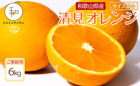 ƒp X{_̎I IW 6kg a̎RY TCY mkCEEzsnmRN38nm2026N2{5{\n