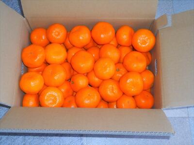 紀州有田みかん 秀品 約5kg サイズおまかせ(L・M・S)いずれかお届け[SL48]