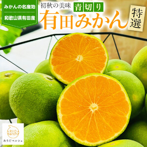 特選 青切り有田みかん 約2kg [2025年9月中旬より発送][MS20]
