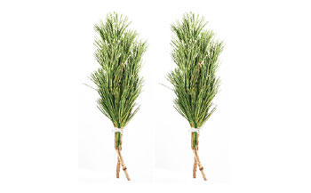 ◇高野槇 1尺5寸2本くくり2束