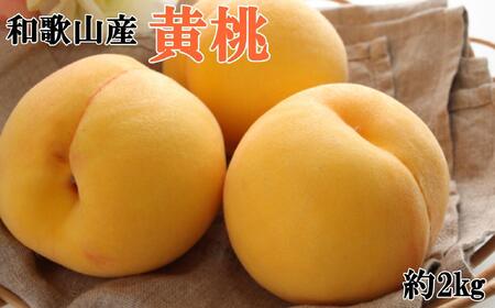 人気 和歌山県産 黄桃(つきあかり、ゆめおうみ)約2kg[数量限定] ★2025年7月中旬〜8月上旬頃順次発送★[TM177]桃桃桃桃桃