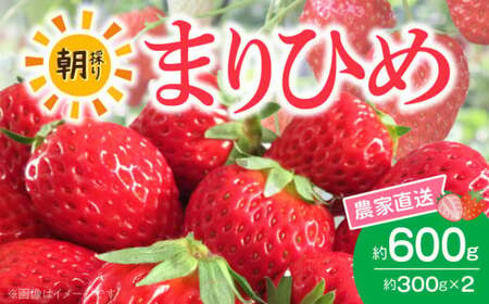 [2026年先行予約]朝摘み 完熟 まりひめ いちご 約300g×2パック (合計約600g)