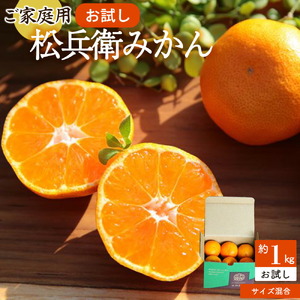 主井農園 高級 松兵衛みかん ご家庭用 1kg お試し (サイズ混合)