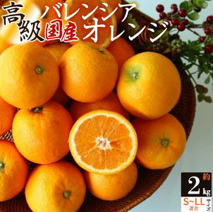 主井農園 高級 国産 バレンシアオレンジ 2kg サイズ混合