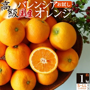 主井農園 高級 国産 バレンシアオレンジ 1kg