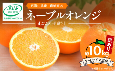 ZE6445_y2026Ns\za̎RY l[uIW y󂠂 ƒpz10kg TCY y܂Iʁz