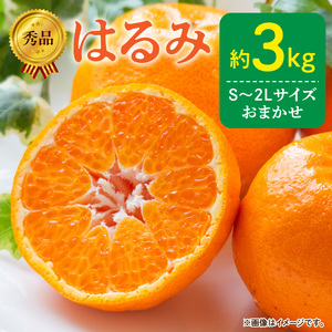 [2026年先行予約]秀品 はるみ 和歌山 有田 S〜2Lサイズ 大きさお任せ 約3kg