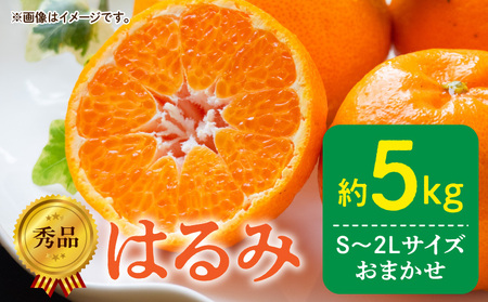 DZ6108_【2027年先行予約】秀品 はるみ 和歌山 有田 S～2Lサイズ 大きさお任せ 約5kg