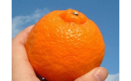 V7407_�|���J��[��5kg]�a�̎R���L�c�Y �t�݂��� (�ʎ��T�C�Y���܂���) �t���k �I�ɍ��������q��{��