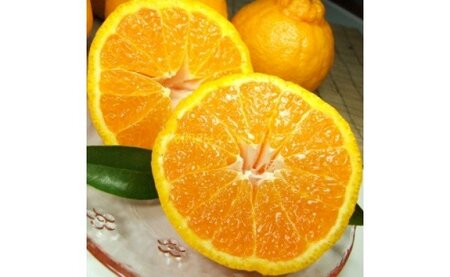 V7431_�t�݂���u�f�R�v�s�m�� [��2.8kg] ���� �c���Y (�ʎ��T�C�Y���܂���) / �I�ɍ��������q��{��