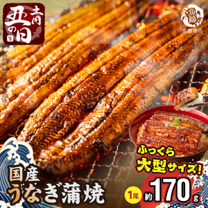 [土用の丑の日][10月23日までにお届け]ふっくら柔らか 国産うなぎ蒲焼き 1尾