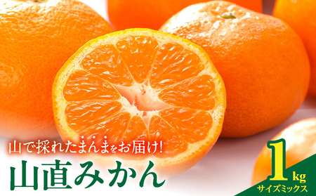 [2025年先行予約]みかん 山から直送 箱込 1kg ( 内容量 0.9kg ) 鮮度優先ごろごろ規格 和歌山県産 産地直送 [みかんの会]