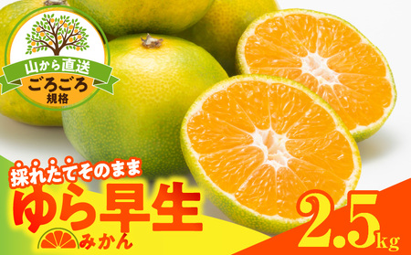 [2025年先行予約]ゆら早生 みかん 山から直送 箱込 2.5kg ( 内容量 2.3kg ) 採れたてそのままごろごろ規格 有田みかん 和歌山県産