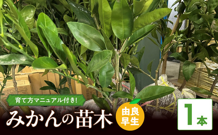 [2026年先行予約]みかん 苗木 [由良早生] 1本