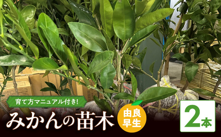 ZE6495_【2026年先行予約】みかん 苗木　【由良早生】 2本