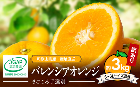 [2026年先行予約]和歌山県産 バレンシアオレンジ 3kg 家庭用