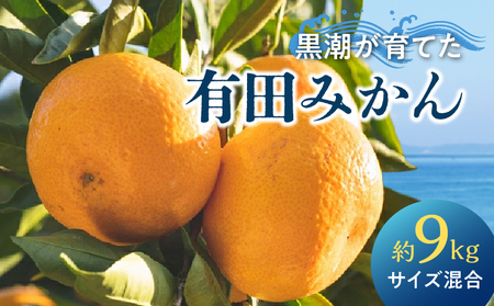 [2025年先行予約]黒潮が育てた 有田みかん 約9kg (サイズ混合)
