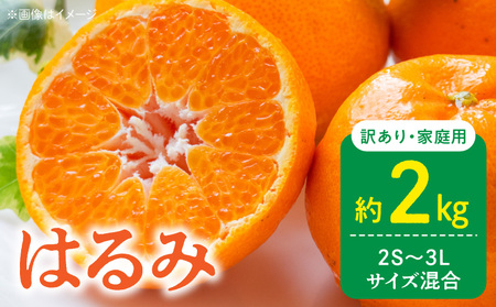 [2026年先行予約]訳あり 家庭用 はるみ 和歌山 有田 2S〜3Lサイズ混合 約2kg