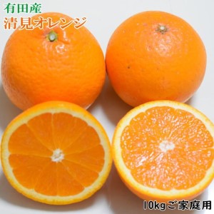ZD6198_有田産 清見 オレンジ 【訳あり 家庭用】 10kg (M～3Lサイズおまかせ)