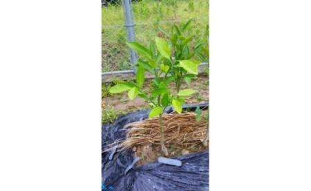 みかん苗木2年生[宮川早生]2本セット