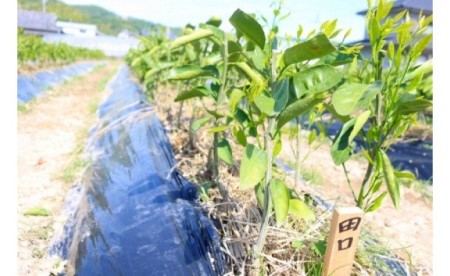 みかん苗木2年生[田口早生]2本セット