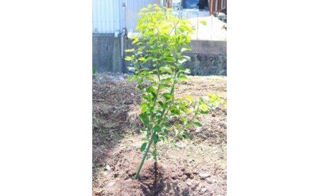 八朔(はっさく)苗木2年生1本