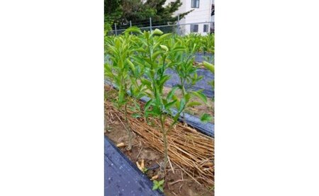 はるみ苗木2年生1本