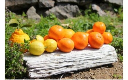 ZS6130n_主井農園 季節のこだわりみのりセット [訳あり 家庭用] 5kg