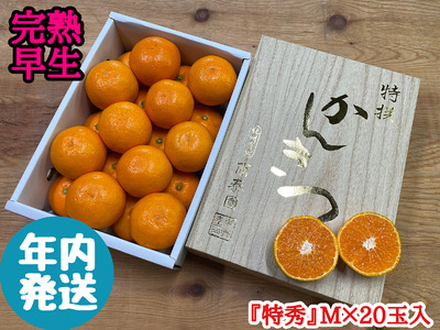 ZF6038n_≪年内発送≫[完熟早生・有田みかん]化粧小箱『特秀』Mサイズ20玉入