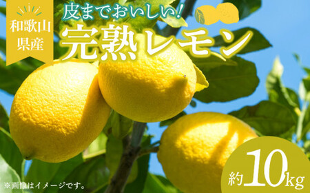 和歌山県産 完熟 レモン 10kg 皮まで使用可能(栽培期間中農薬不使用)