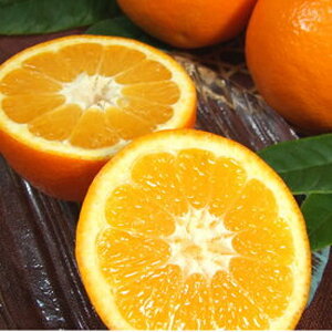 V7402_�ɗ\��(���悩��)[��8kg]�a�̎R���L�c�Y �t�݂��� (�ʎ��T�C�Y���܂���) �t�݂��� �I�ɍ��������q��{��