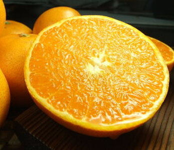 V7411_���Ƃ� �G�i ��2.8kg �a�̎R���L�c�Y �t�݂��� �t���k (�ʎ��T�C�Y���܂���)/�I�ɍ��������q��{��