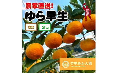 ▼由良早生みかん 3kg(2S〜Lサイズ) ※2024年11月上旬〜順次発送予定 みかん みかん[tkn004-r-3]