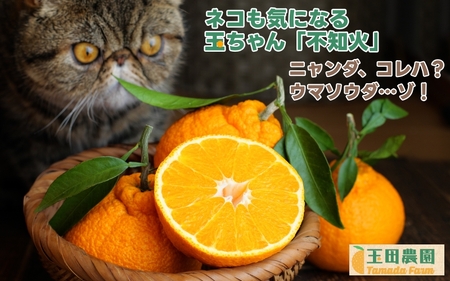  不知火 旨時 体に優しい玉ちゃん しらぬい 約 3kg / デコポン 訳あり 家庭用 高級 甘い 和歌山 有田 柑橘 ※3月上旬～4月に順次発送予定 【tmd010-p-3】