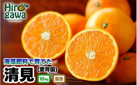 清見 10kg 海藻施用 手選果 / 清見オレンジ 清見タンゴール きよみ 清美 甘い 完熟 和歌山 柑橘 ※3月中旬〜4月中旬頃に順次発送予定 [aii009-r-10]