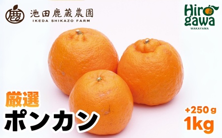 厳選 ポンカン 1kg+250g(痛み補償分) 光センサー 食頃出荷 / 有田 みかん 柑橘 蜜柑 くだもの 果物 果実 フルーツ 和歌山 ※1月中旬〜2月下旬頃に順次発送予定 ※北海道・沖縄・離島への配送不可 [ikd008-p-1]