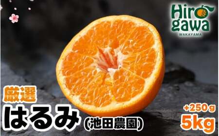 ͂ I 5kg+250giɂݕ⏞j ZT[ / fR| oi Â  a̎R Lc k 2{?3{ɏ\ kCEEւ̔zs yikd013-p-5Bz