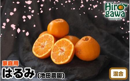 [家庭用] はるみ 1kg+250g(痛み補償分)光センサー選別 / 訳あり 有田 みかん 柑橘 蜜柑 くだもの 果物 果実 フルーツ 和歌山 デコポン の姉妹品種 ※2月上旬〜3月下旬頃に順次発送予定 ※北海道・沖縄・離島配送不可 [ikd013-c-1A]