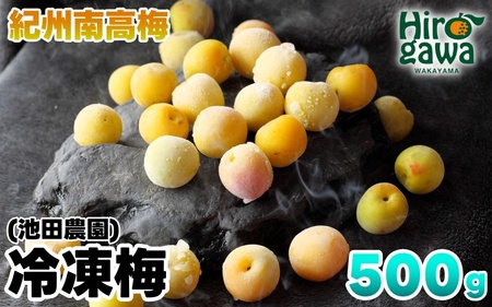 冷凍 梅 500g 家庭用 / 南高梅 訳あり 黄梅 完熟梅 梅ジュース 梅酒 和歌山 ※7月上旬より翌年3月末まで順次発送 ※北海道・沖縄・離島への配送不可 [ikd510-c-0d5A]