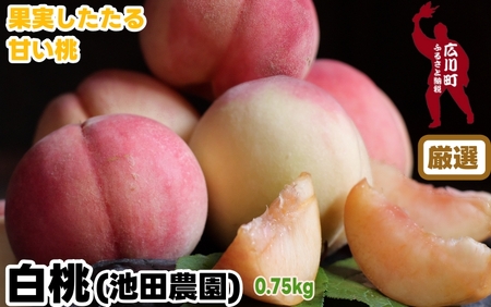 厳選 白桃 0.75kg / 桃 もも 甘い 高級 和歌山 ※7月上旬〜7月下旬に順次発送 ※北海道・沖縄・離島への配送不可 [ikd501-p-0d75]