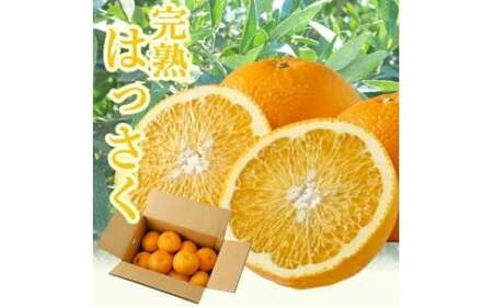 タカじいの 完熟 さつき はっさく家庭用 10kg (M〜2Lサイズ) / 八朔 訳あり 和歌山 有田 柑橘 ※4月上旬〜4月下旬に順次発送[krs022-c-10]