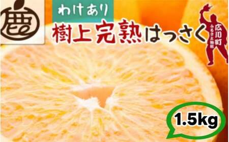 樹上 完熟 はっさく 1.5kg+250g 家庭用 光センサー / 八朔 訳あり 木なり 甘い 和歌山 有田 柑橘 ※4月上旬〜5月上旬に順次発送 ※北海道・沖縄・離島への配送不可 [ikd022-c-1d5]