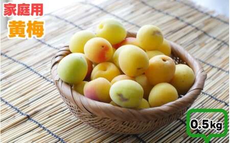 黄梅 家庭用 南高梅 0.5kg+250g(傷み補償分) / 梅 梅ジュース 梅酒 梅干し 訳あり 和歌山 ※2025年6月下旬〜2025年7月下旬に順次発送 ※北海道・沖縄・離島への配送不可 [ikd510-cc-0d5]