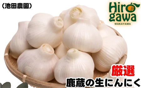 生 にんにく 500g 厳選 / 生にんにく 国産 高級 ※5月上旬〜5月下旬に順次発送 ※北海道・沖縄・離島への配送不可[ikd403-r-500A]