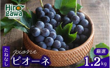 ピオーネ たねなし 1.2kg 厳選 / ぶどう 種無し 甘い 高級 和歌山 ※8月中旬〜9月下旬に順次発送 ※北海道・沖縄・離島への配送不可 [tec511-p-1d2A]