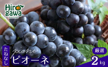 ピオーネ たねなし 2kg 厳選 / ぶどう 種無し 甘い 高級 和歌山 ※2026年8月中旬〜9月中旬に順次発送 ※北海道・沖縄・離島への配送不可 [tec511-p-2B]