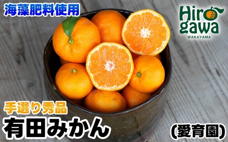 [ 大容量 ] 海藻施用 有田みかん 手選果 10kg ※11月中旬〜翌年1月中旬頃に順次発送予定 /mikan みかん 和歌山みかん ありだ 果物 くだもの フルーツ 柑橘 蜜柑 産地直送 数量限定 国産 [aii004-r-10A]