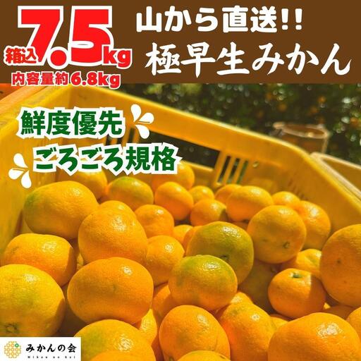 みかん 極早生 山から直送 箱込 7.5kg (内容量約 6.8kg) 採れたてそのままごろごろ規格 有田みかん 和歌山県産 【みかんの会】［2026年10月上旬頃より順次発送予定］