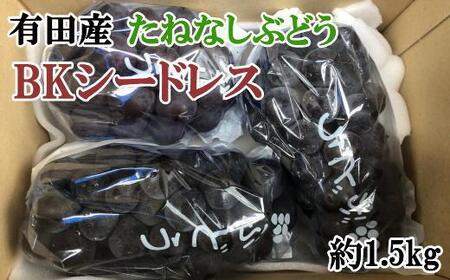 【数量限定】希少なぶどう「BKシードレス」約1.5kg★2025年８月中旬頃より順次発送