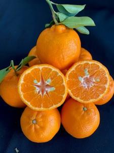 完熟ポンカン 赤秀品 5kg（М・L・2L/サイズ指定不可）